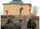 Споровская. Агроусадьба Березовский район, Брестская область.